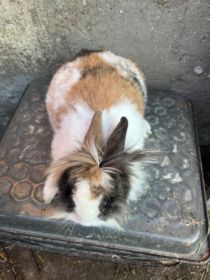 Sprzedam króliki miniaturki