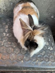 Sprzedam króliki miniaturki