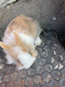 Sprzedam króliki miniaturki