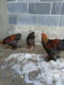 Sprzedam koguta brachmy olbrzymiej