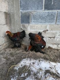 Sprzedam koguta brachmy olbrzymiej