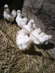 Sprzedam silki kur koguty