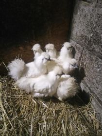 Sprzedam silki kur koguty