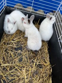 Sprzedam króliki kalifornijskie