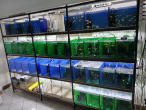 Rybki akwariowe różne akwarium