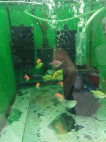 Rybki akwariowe różne akwarium