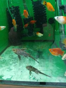 Rybki akwariowe różne akwarium