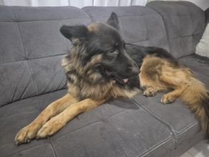 Oddam za darmo dwa owczarki Niemieckie długowłose