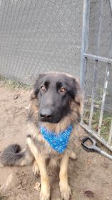 Oddam za darmo dwa owczarki Niemieckie długowłose