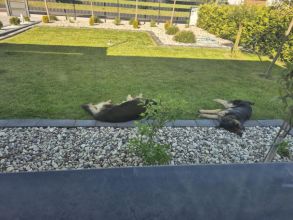 Oddam za darmo dwa owczarki Niemieckie długowłose