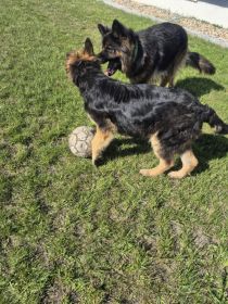 Oddam za darmo dwa owczarki Niemieckie długowłose