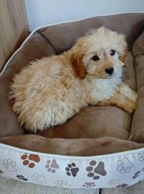 Cudowny piesek rasy cavapoo szuka nowego domku