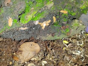 Ekipa sprzątająca do terrarium