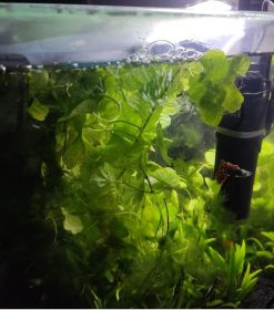 Akwarium kompletne z życiem