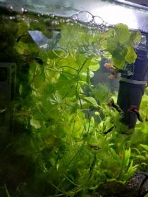 Akwarium kompletne z życiem