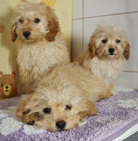 Pieski rasy cavapoo szukają nowego domku