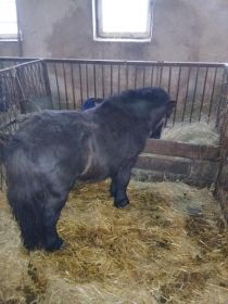 Sprzedam konika kucyka