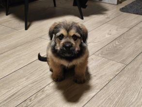 Oddam pieska i suczkę.