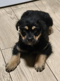 Oddam pieska i suczkę.