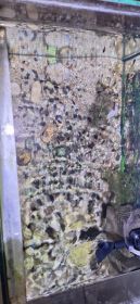 Narybek molinezji i gupika