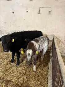 Cielęta 120-160 kg siementale, BBB, angus