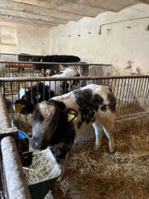 Cielęta 120-160 kg siementale, BBB, angus