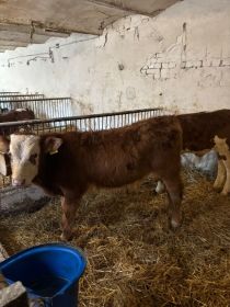 Cielęta 120-160 kg siementale, BBB, angus