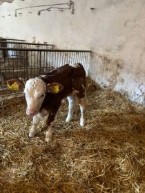 Cielęta 120-160 kg siementale, BBB, angus