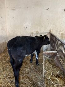 Cielęta 120-160 kg siementale, BBB, angus