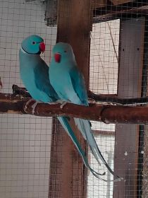 Sprzedam aleksandrety