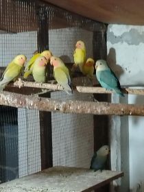 Sprzedam nimfy, faliste i nierozłączki