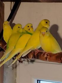 Sprzedam nimfy, faliste i nierozłączki