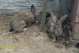 Króliki Olbrzymy Belgijskie-Turek