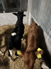 Sprzedam jałóweczki