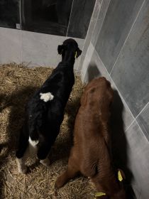 Sprzedam jałóweczki