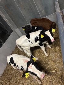 Sprzedam jałóweczki