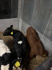 Sprzedam jałóweczki