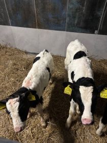 Sprzedam jałóweczki