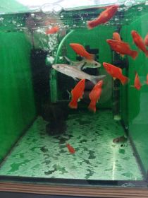 Rybki akwariowe różne akwarium