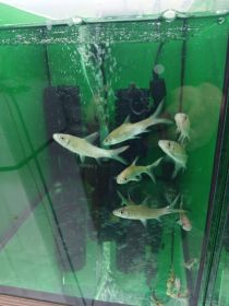 Rybki akwariowe różne akwarium