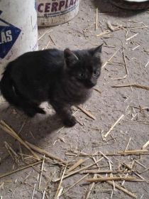 Oddam słodkie kotki w dobre rece