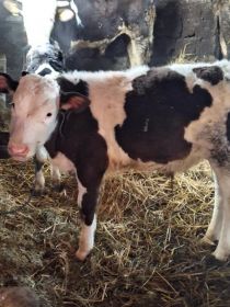 Sprzedam byczki żarłaki