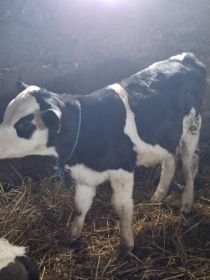 Sprzedam byczki żarłaki