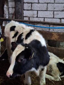 Sprzedam byczki żarłaki