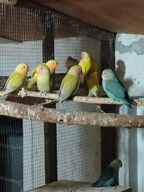 Sprzedam nimfy i nierozłączki