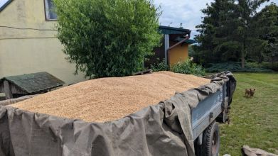 Sprzedam pszenżyto i żyto