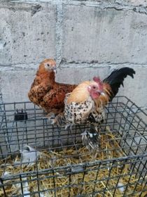 Sprzedam karzełki łapciate