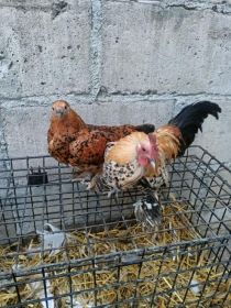 Sprzedam karzełki łapciate