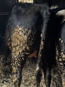 Sprzedam 3 jałówki na ocieleniu