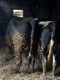 Sprzedam 3 jałówki na ocieleniu